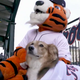 Illustration for article titled These Poor Dogs Had To Watch 11 Innings Of Tigers-Marlins Baseball On A Chilly Tuesday Night